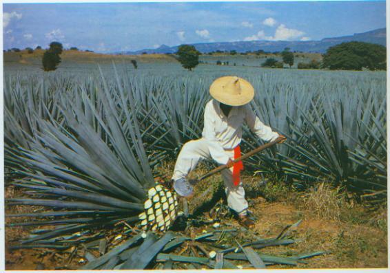 Tehdy Aztekové dělali pulque, které se připravuje fermentací maguey (americký agave kaktus)